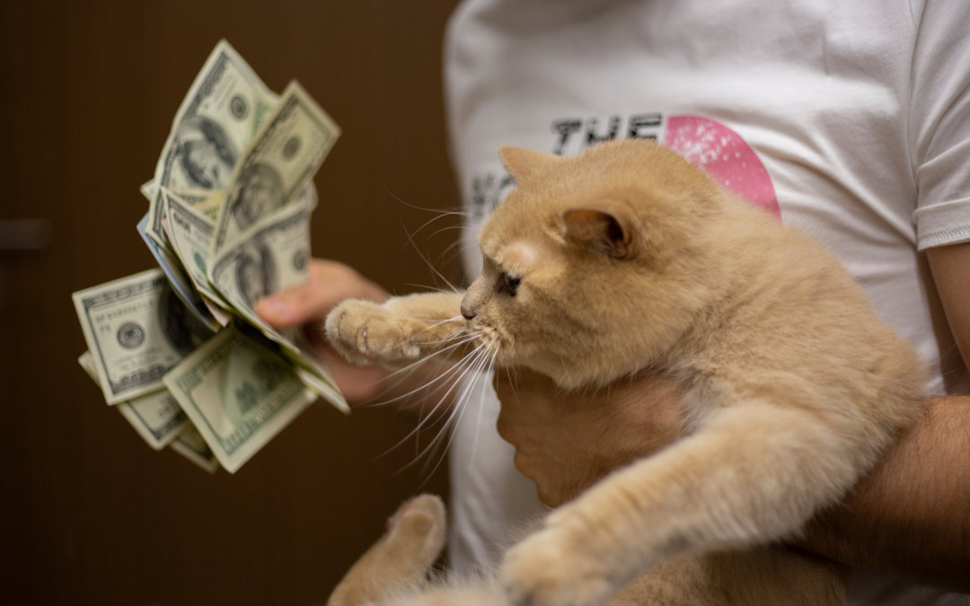 Le coût de la possession d’un chat | The cost of owning a cat