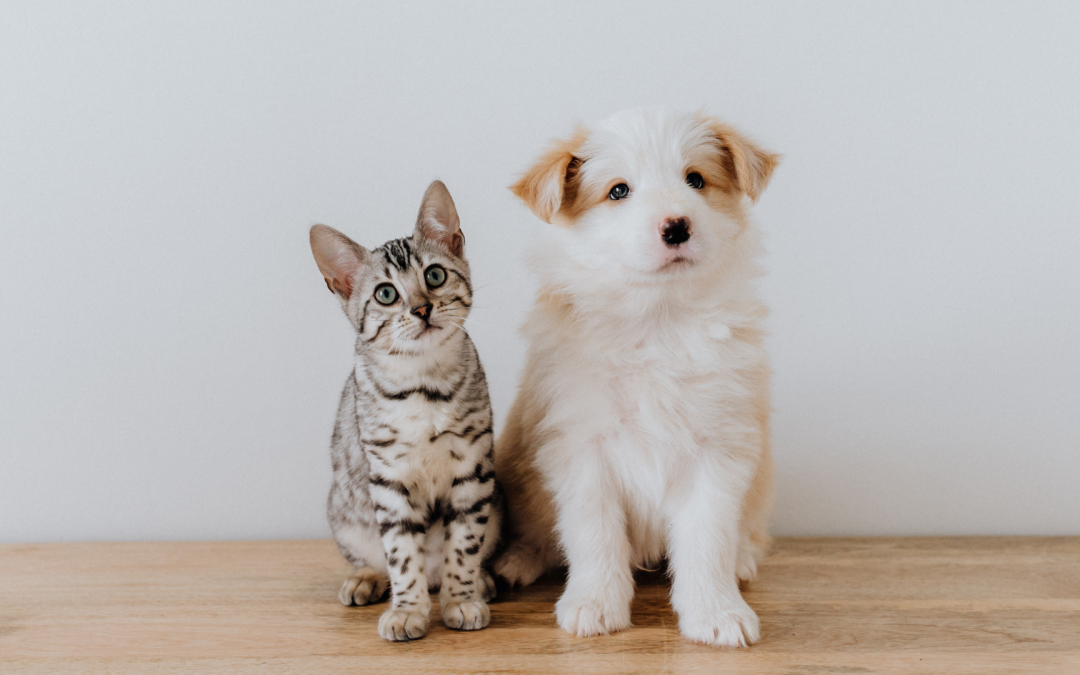 Introduire les chiens aux chats et aux autres animaux de compagnie | Introducing dogs to cats and other pets