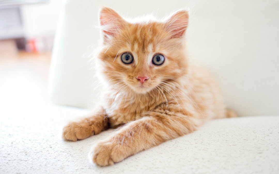 Comment s’occuper d’un chaton ou d’un chat | How to care for a kitten or cat