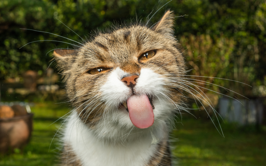 Les symptômes des troubles digestifs chez votre chat | ​The symptoms of digestive problems in your cat