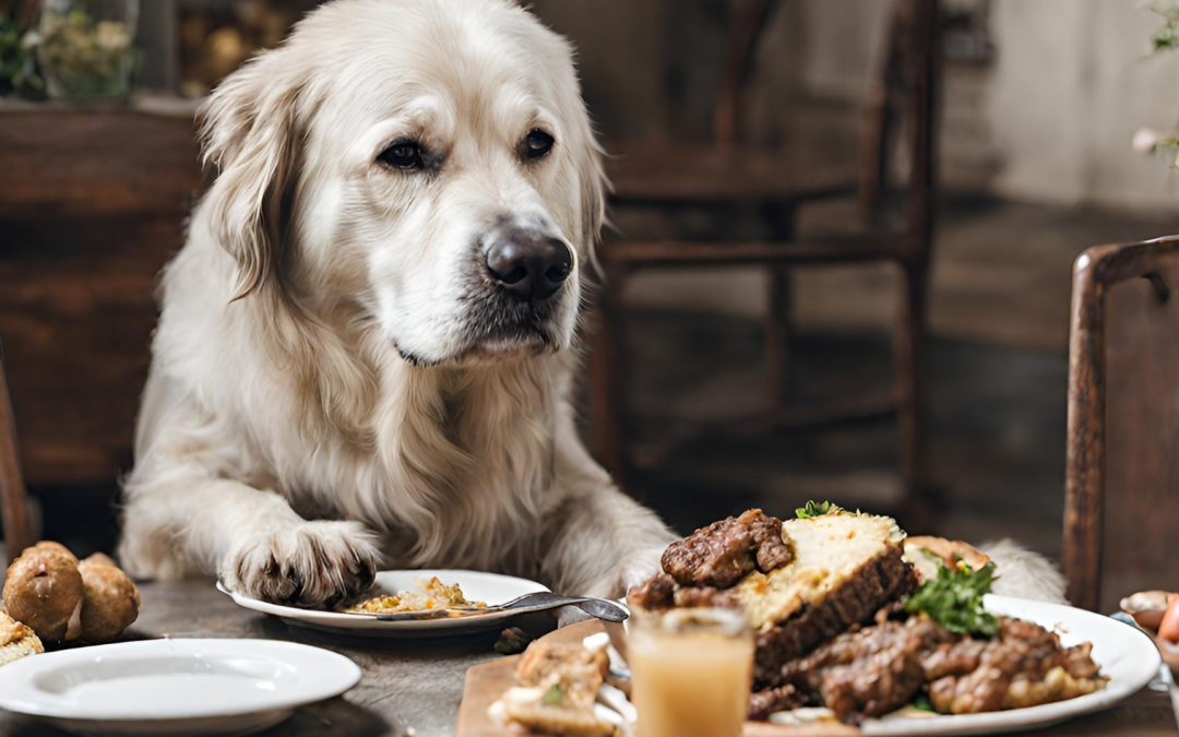 Comment les besoins nutritionnels de votre chien évoluent-ils avec l’âge ? | How your dog’s nutrition needs change with age